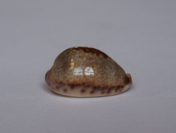 Cypraea Pallida - Seashells & Snail-shells