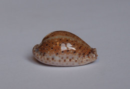 Cypraea Ocellata - Conchiglie