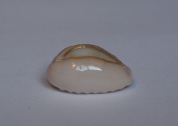 Cypraea Obvelata - Seashells & Snail-shells
