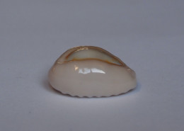 Cypraea Obvelata - Coquillages