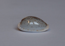 Cypraea Boivinii - Seashells & Snail-shells