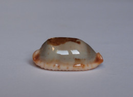 Cypraea Stolida - Seashells & Snail-shells