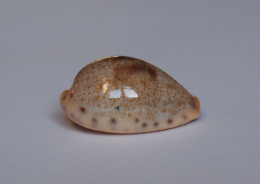 Cypraea Walkeri - Seashells & Snail-shells