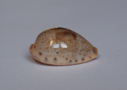 Cypraea Walkeri - Coquillages