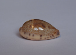 Cypraea Walkeri - Seashells & Snail-shells