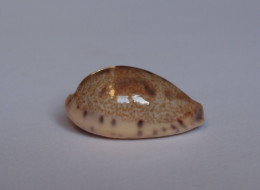 Cypraea Walkeri - Coquillages