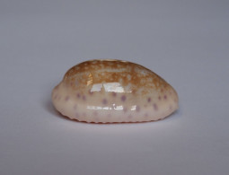 Cypraea Chinensis - Muscheln & Schnecken