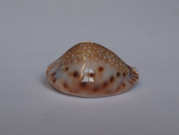 Cypraea Lamarckii Redimita - Conchiglie