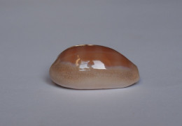 Cypraea Carneola - Seashells & Snail-shells