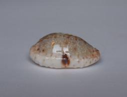 Cypraea Erosa Chlorizans Lactescens - Coquillages