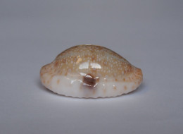 Cypraea Erosa Chlorizans - Seashells & Snail-shells