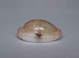 Cypraea Erosa Chlorizans - Coquillages