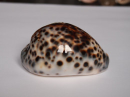 Cypraea Tigris - Muscheln & Schnecken