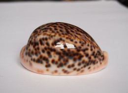 Cypraea Pantherina - Coquillages