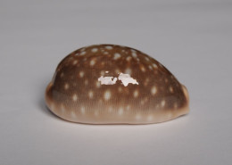 Cypraea Vitellus - Coquillages