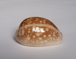 Cypraea Nivosa - Conchiglie