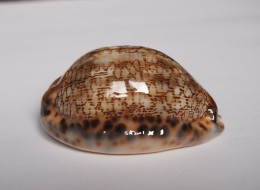 Cypraea Arabica asiatica Gibba - Seashells & Snail-shells