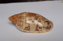 Voluta Cymbiola Vespertilio - Seashells & Snail-shells