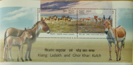 WILD ASS - LIANG - GHOR KHAR - ANIMALS - Ezels