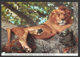 Morrisburg Ontario  UPPER CANADA VILLAGE  Lion D'Afrique - Animals - Uncirculated Non Circulée - Photo John Hinde - Lions