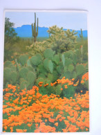 Cpm USA Dessert Cacti Cactus Cart Stamp Montezuma Castle National Monument Camp Verde Used 1993 - Altri & Non Classificati