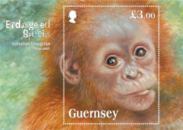 Guernsey Great Britain 2014 Endangered Species Sumatran Orangutan Block Mint - Guernesey