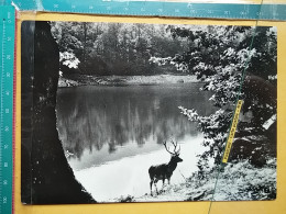 KOV 90-1 - KOLASIN, Montenegro, Biogradsko Jezero, Lake, Lac, Erie, See, Deer, Cerf - Montenegro