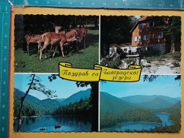 KOV 90-1 - KOLASIN, Montenegro, Biogradsko Jezero, Lake, Lac, Erie, See, Roe Deer - Montenegro