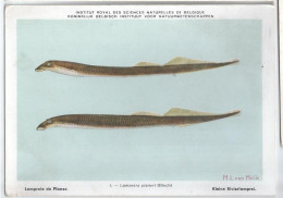 CP : Institut Royal Des Sciences Naturelles De Belgique - Poissons D'eau Douce - N°1 Lamproie De Planer (2 Scans) - Sammlungen & Sammellose