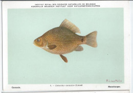 CP : Institut Royal Des Sciences Naturelles De Belgique - Poissons D'eau Douce - N°6 Carassin (2 Scans) - Verzamelingen & Kavels