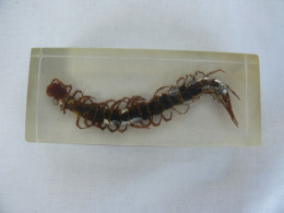 Large  Centipede Scolopendra Subspinipes Education Insect Specimen   #2115 - Fossilien