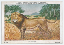 CP : Institut Royal Des Sciences Naturelles De Belgique - Mammiferes Du Congo Belge - 2 Le Lion (2 Scans) - Verzamelingen & Kavels