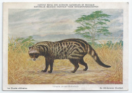 CP : Institut Royal Des Sciences Naturelles De Belgique - Mammiferes Du Congo Belge -  5 La Civette Africaine (2 Scans) - Verzamelingen & Kavels