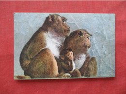 Javanese Monkey Family Javan Surili Grizzled Leaf Monkey Vintage Stehli Postcard    Ref 6234 - Lions