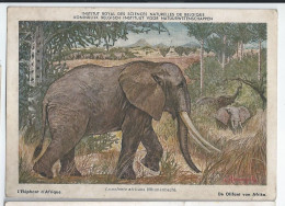 CP : Institut Royal Des Sciences Naturelles De Belgique - Mammiferes Du Congo Belge -  6 L'Eléphant D'Afrique (2 Scans) - Verzamelingen & Kavels