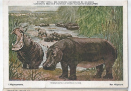 CP : Institut Royal Des Sciences Naturelles De Belgique - Mammiferes Du Congo Belge - 7 L'Hippopotame (2 Scans) - Verzamelingen & Kavels