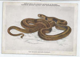 CP : Institut Royal Des Sciences Naturelles De Belgique - Batraciens Et Reptiles Du Congo Belge - 8 Cobra Naja (2 Scans) - Verzamelingen & Kavels