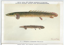 CP : Institut Royal Des Sciences Naturelles De Belgique - Poissons Du Congo Belge - 3 Polypterus Ornatipinnis (2 Scans) - Verzamelingen & Kavels