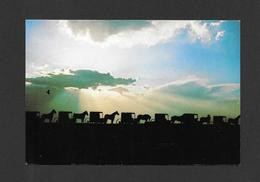 LANCASTER - PENNSYLVANIA - THE AMISH COUNTRY - SILHOUETTED AGAINST A SERENE SKY  PROCESSION OF BUGGIES BY HENRY HERTZLER - Lancaster