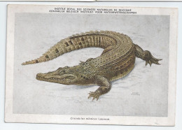 CP : Institut Royal Des Sciences Naturelles De Belgique - Batraciens Et Reptiles Du Congo Belge - 3 Crocodile (2 Scans) - Collections & Lots