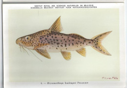 CP : Institut Royal Des Sciences Naturelles De Belgique - Poissons Du Congo Belge - 4 Bryconaethiops (2 Scans) - Collections & Lots