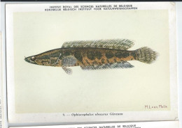 CP : Institut Royal Des Sciences Naturelles De Belgique - Poissons Du Congo Belge - 9 Ophiocephulus (2 Scans) - Verzamelingen & Kavels