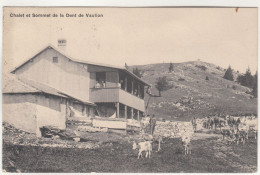 D7028) CHALET Et Sommet De La DENT De VAULION Mit Kühen - OLD! 1912 - Vaulion