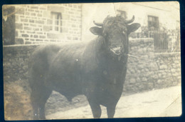 Cpa Carte Photo D' Un Taureau   LANR97 - Taureaux