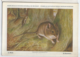 CP : Musée Royal D'histoire Naturelle De Belgique - Mammifères - 7 Le Mulot (2 Scans) - Verzamelingen & Kavels