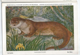 CP : Musée Royal D'histoire Naturelle De Belgique - Mammifères - 18 La Loutre (2 Scans) - Verzamelingen & Kavels