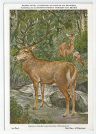 CP : Musée Royal D'histoire Naturelle De Belgique - Mammifères - 24 Le Cerf (2 Scans) - Verzamelingen & Kavels