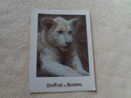 BELLE CARTE..."BEBE LION BLANC..TIMBA...AU ZOO DE BEAUVAL" ... - Lions