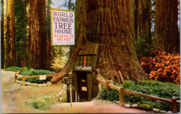 31-11-2023 (5 U 44) USA - Tree House In Redwood Near Laytonville - Arbres