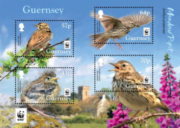 Guernsey 2017 WWF Rare Birds Anthus Pratensis Set Of 4 Stamps In Block Mint - Guernesey